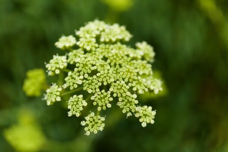 Meeresfenchel ist ein Antioxidans, das reich an Vitamin C ist, das Ihren Hautton aufhellt und die Haut befeuchtet und hydratisiert.